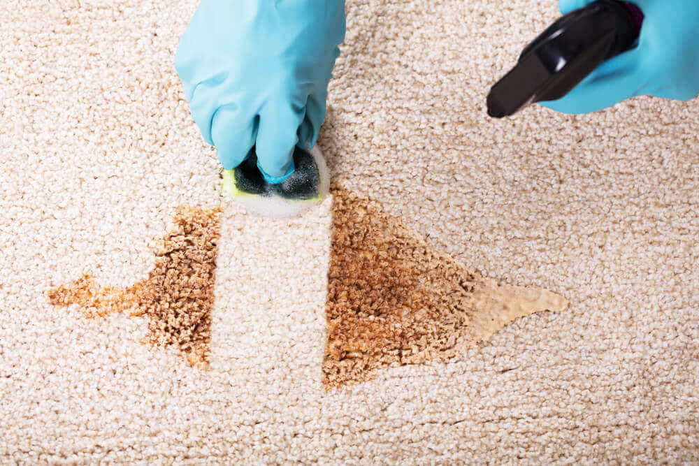 a carpet shampooer worker cleaning a stain off a beige carpet with a cloth and spray